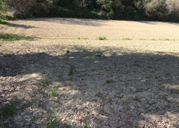 Foto 13 - Terreno agricolo via del mulino, Montottone - foto 13