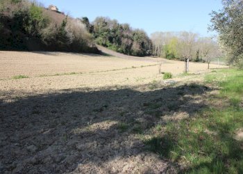 Foto 14 - Terreno agricolo via del mulino, Montottone - foto 14