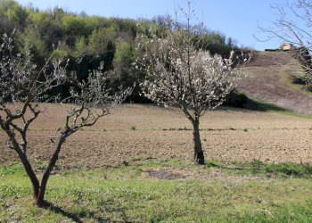 Foto 15 - Terreno agricolo via del mulino, Montottone - foto 15