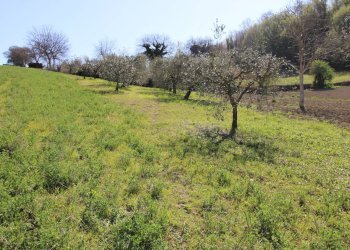 Foto 16 - Terreno agricolo via del mulino, Montottone - foto 16