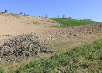 Foto 17 - Terreno agricolo via del mulino, Montottone - foto 17