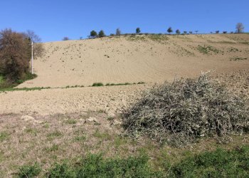 Foto 18 - Terreno agricolo via del mulino, Montottone - foto 18