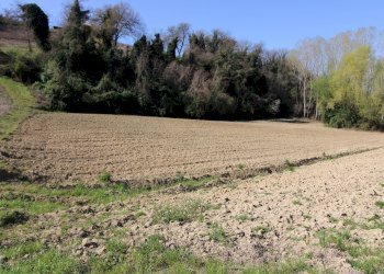 Foto 19 - Terreno agricolo via del mulino, Montottone - foto 19