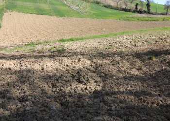 Foto 21 - Terreno agricolo via del mulino, Montottone - foto 21