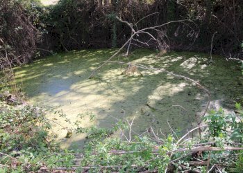 Foto 22 - Terreno agricolo via del mulino, Montottone - foto 22