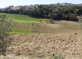 Foto 23 - Terreno agricolo via del mulino, Montottone - foto 23