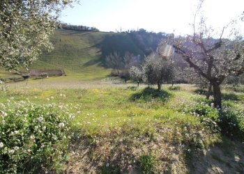 Foto 11 - Rustico via valle apparignano, Acquaviva Picena - foto 11