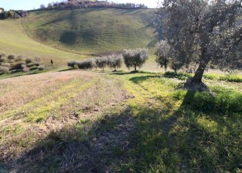 Foto 14 - Rustico via valle apparignano, Acquaviva Picena - foto 14