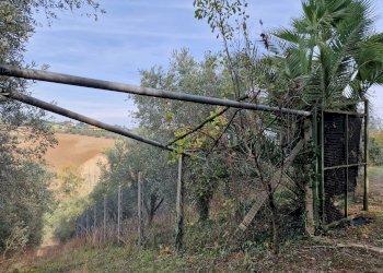 Foto 5 - Terreno agricolo Monsampolo del Tronto - foto 5