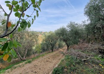 Foto 6 - Terreno agricolo Monsampolo del Tronto - foto 6