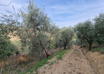 Foto 7 - Terreno agricolo Monsampolo del Tronto - foto 7