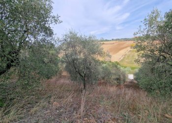 Foto 8 - Terreno agricolo Monsampolo del Tronto - foto 8
