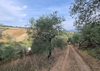 Foto 9 - Terreno agricolo Monsampolo del Tronto - foto 9