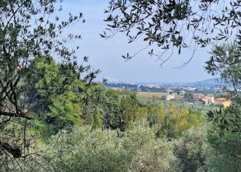 Foto 10 - Terreno agricolo Monsampolo del Tronto - foto 10