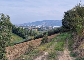 Foto 12 - Terreno agricolo Monsampolo del Tronto - foto 12