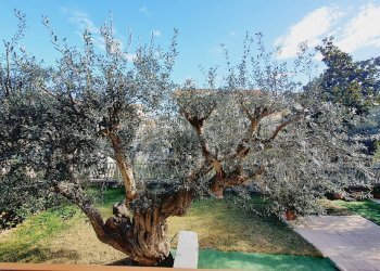 Foto 8 - Independent house via muracche II
 
26, Tortoreto - photo 8