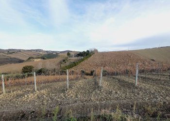 Foto 2 - Agricultural land CONTRADA FOROLA, Acquaviva Picena - photo 2