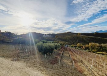 Foto 4 - Agricultural land CONTRADA FOROLA, Acquaviva Picena - photo 4