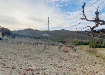 Foto 5 - Agricultural land CONTRADA FOROLA, Acquaviva Picena - photo 5