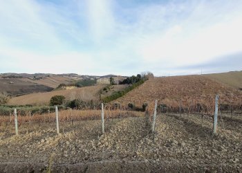 Foto 7 - Agricultural land CONTRADA FOROLA, Acquaviva Picena - photo 7