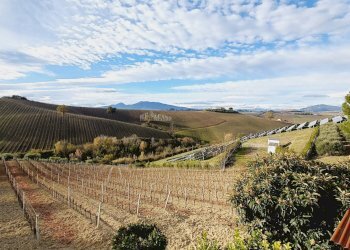 Foto 8 - Agricultural land CONTRADA FOROLA, Acquaviva Picena - photo 8