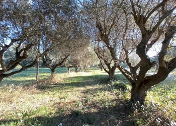 Foto 4 - Rustic VIA ROMA, Martinsicuro - photo 4