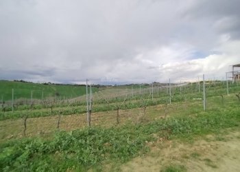 Foto 2 - Agricultural land VIA COLLE NAVICCHIO
snc, Monteprandone - photo 1