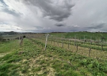 Foto 4 - Agricultural land VIA COLLE NAVICCHIO
snc, Monteprandone - photo 3