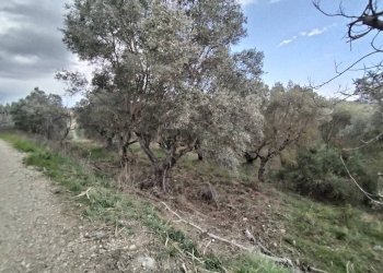 Foto 5 - Agricultural land VIA COLLE NAVICCHIO
snc, Monteprandone - photo 4