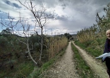 Foto 6 - Agricultural land VIA COLLE NAVICCHIO
snc, Monteprandone - photo 5