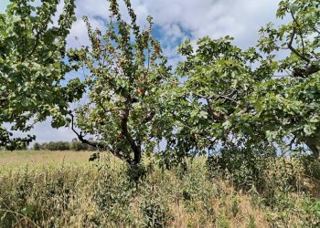 Foto 55 - Rustic contrada spiagge
 
snc, Monteprandone - photo 54