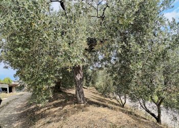 Foto 56 - Rustic contrada spiagge
 
snc, Monteprandone - photo 55