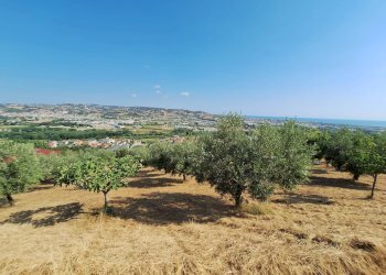 Foto 3 - Terreno agricolo contrada san giovanni, Colonnella - foto 3