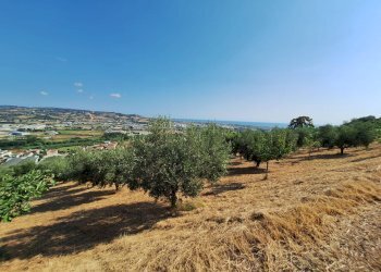 Foto 4 - Terreno agricolo contrada san giovanni, Colonnella - foto 4