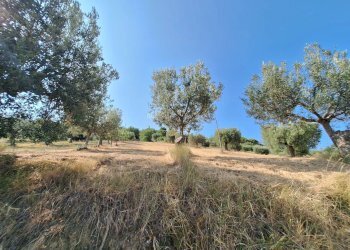 Foto 5 - Terreno agricolo contrada san giovanni, Colonnella - foto 5