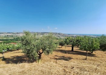 Foto 6 - Terreno agricolo contrada san giovanni, Colonnella - foto 6