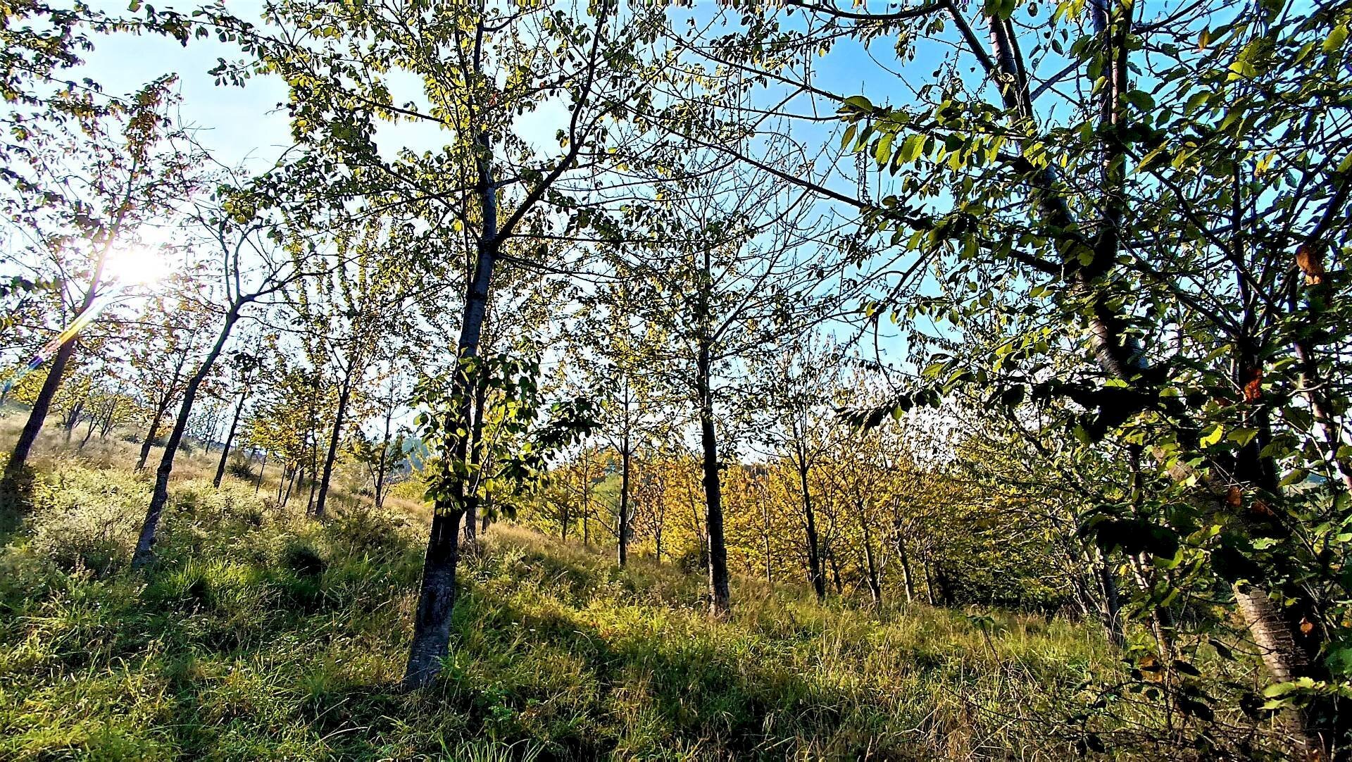 Foto 3 - Rustico contrada piane santi
 
15, Massignano - foto 3