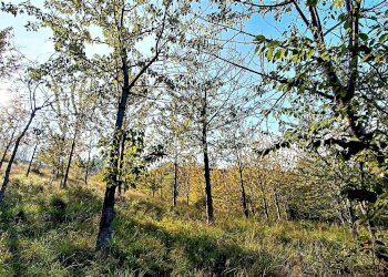 Foto 2 - Rustic contrada piane santi
 
15, Massignano - photo 2