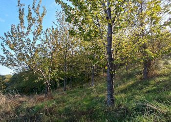 Foto 14 - Rustic contrada piane santi
 
15, Massignano - photo 14