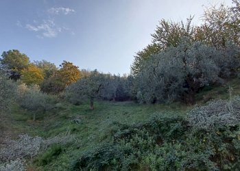 Foto 16 - Rustic contrada piane santi
 
15, Massignano - photo 16