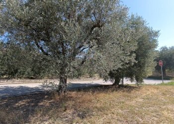 Foto 8 - Terreno edificabile strada provinciale 18
snc, Castorano - foto 8