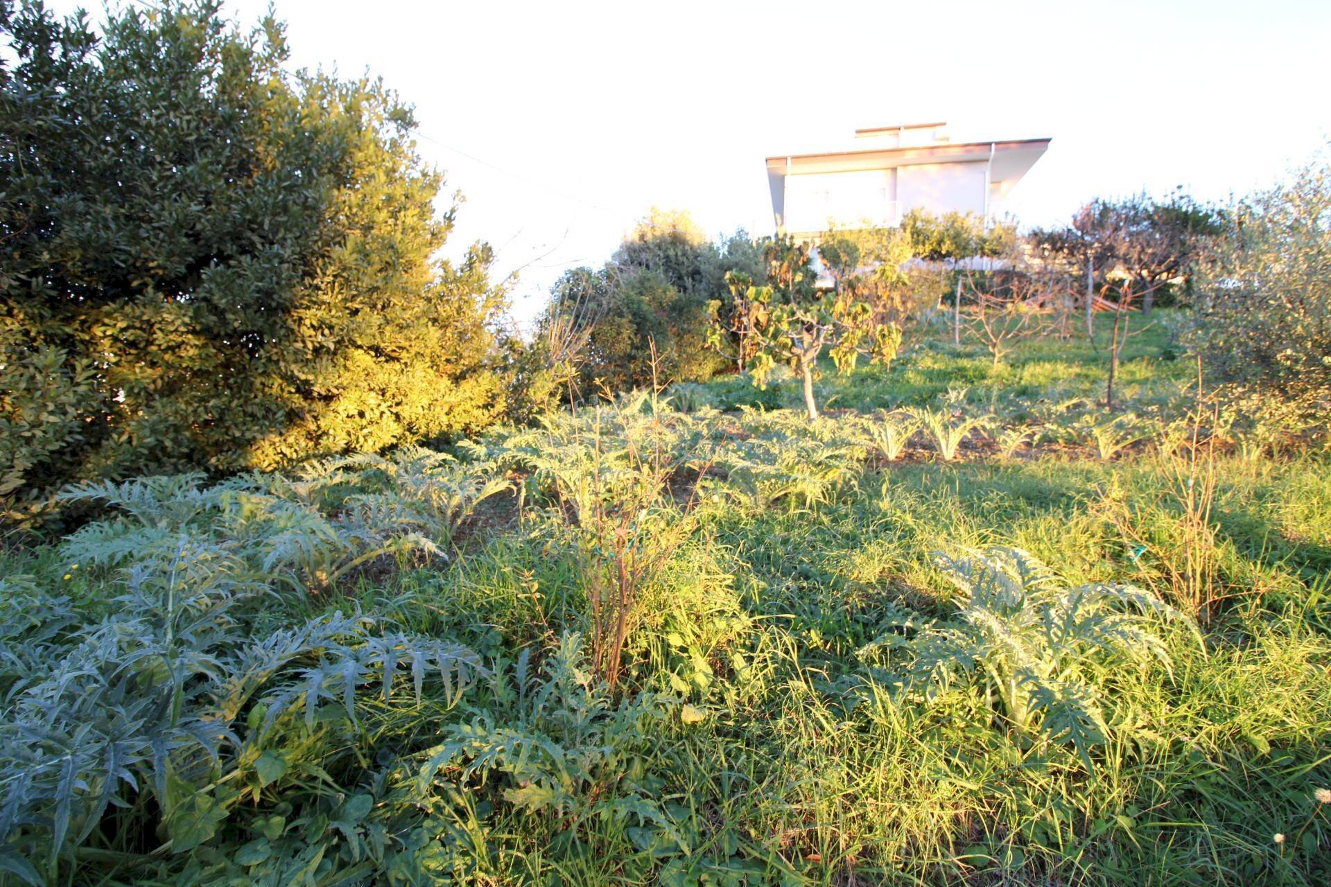 Foto 3 - Terreno edificabile fonte trufo, Massignano - foto 3