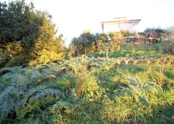 Foto 3 - Terreno edificabile fonte trufo, Massignano - foto 3