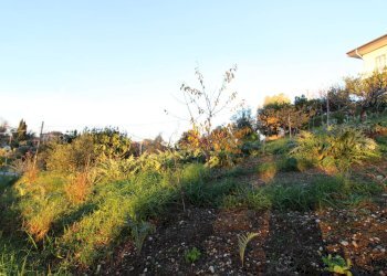 Foto 5 - Terreno edificabile fonte trufo, Massignano - foto 5