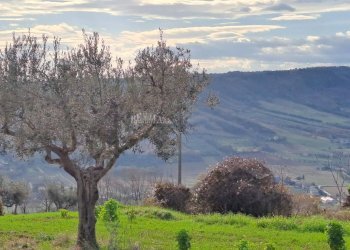 Foto 20 - Rustic contrada san pietro
 
42, Massignano - photo 20