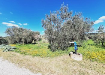 Foto 11 - Rustico contrada samt'egidio, Monsampolo del Tronto - foto 11