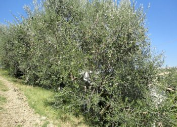 Foto 9 - Rustic Via San Marco di sotto, Cupramontana - photo 7