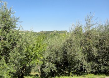 Foto 16 - Rustic Via San Marco di sotto, Cupramontana - photo 13