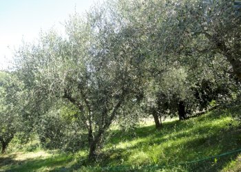 Foto 18 - Rustic Via San Marco di sotto, Cupramontana - photo 14