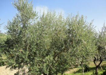 Foto 44 - Rustic Via San Marco di sotto, Cupramontana - photo 38